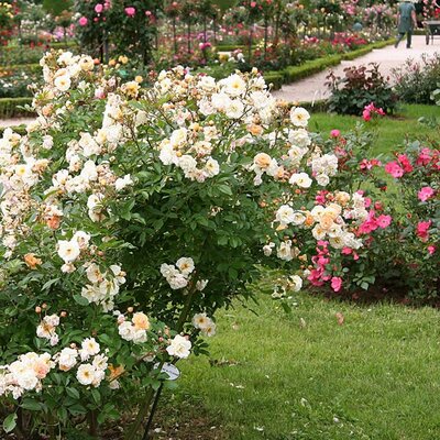 Rosa 'Ghislaine De Feligonde' - Photo by Georges Seguin (CC BY-SA 3.0)