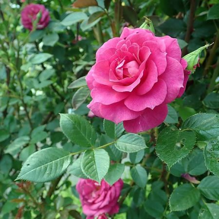 Rosa "Gloriana" - Photo by Salicyna (CC BY-SA 4.0)