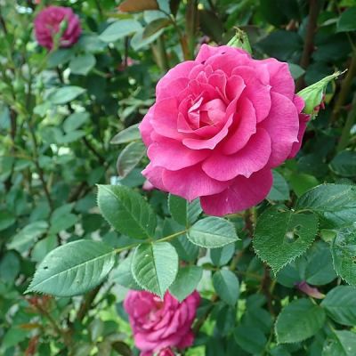 Rosa "Gloriana" - Photo by Salicyna (CC BY-SA 4.0)