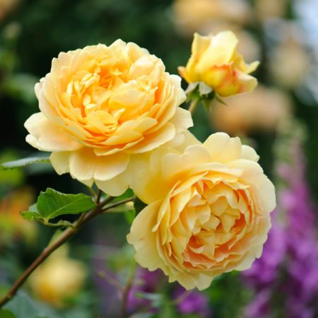 Rosa "Golden Celebration" ® - Image Courtesy of David Austin Roses