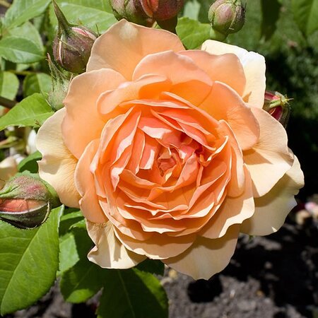 Rosa “Grace”  - Photo by By Rexness (CC BY-SA 2.0)