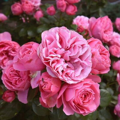 Rosa 'Grandma's Rose' (3.5L pot)