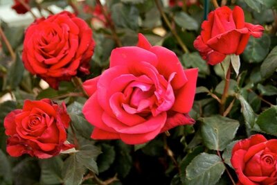 Rosa 'Happy Ruby Wedding' - Photo by Mike Peel (CC BY-SA 4.0)