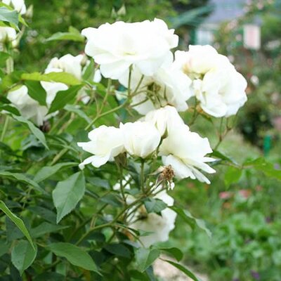 Rosa 'Iceberg' (4.5L pot)