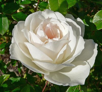 Rosa 'Iceberg Bush' (5L pot)