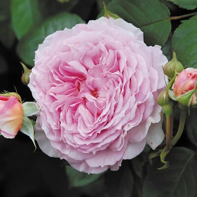 Rosa “James Galway” ® - Image courtesy of David Austin Roses