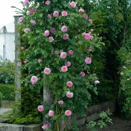 Rosa “James Galway” ® - Image courtesy of David Austin Roses