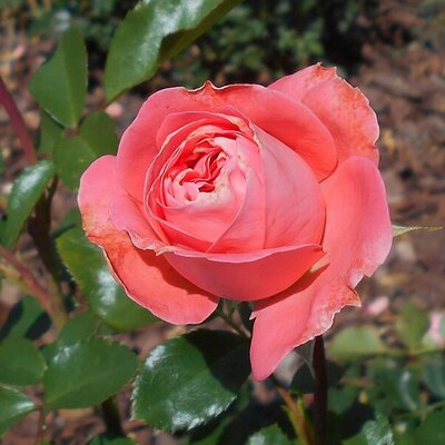 Rosa 'Kimono' - Photo by Salicyna (CC BY-SA 4.0)