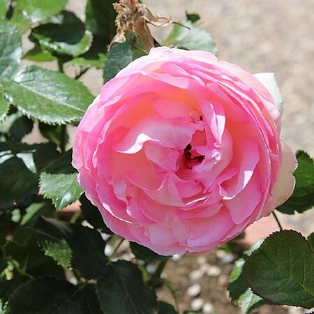 Rosa “Konigin von Danemark” - Photo by Kleuske (CC bY-SA 3.0)