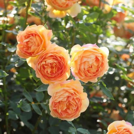Rosa "Lady of Shalott" ® - Image courtesy of David Austin Roses