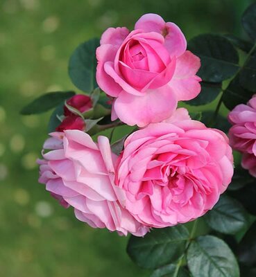 Rosa “Leonardo Da Vinci” - Photo by Anna reg (GFDL)