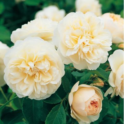 Rosa "Lichfield Angel"® - Image courtsey of David Austin Roses