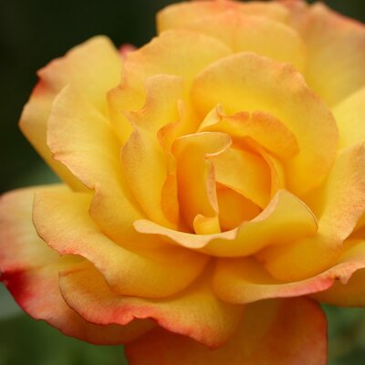 Rosa 'Little Sunset' (3.5L pot)