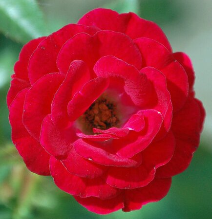 Rosa 'Lots Of Kisses' (3.5L pot)