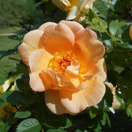 Rosa 'Maigold' - Photo by Salicyna (CC BY-SA 4.0)