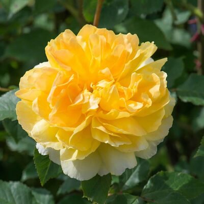 Rosa” Molineux” ® - Image courtesy of David Austin Roses