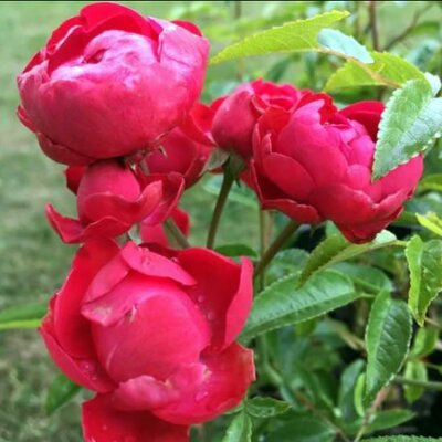 Rosa "Mother's Day" - Public Domain Image
