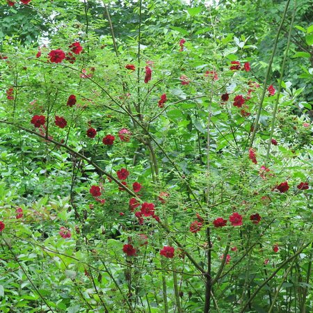 Rosa moyesii 'Geranium' - Photo by Leonora (Ellie) Enking (CC BY-SA 2.0)