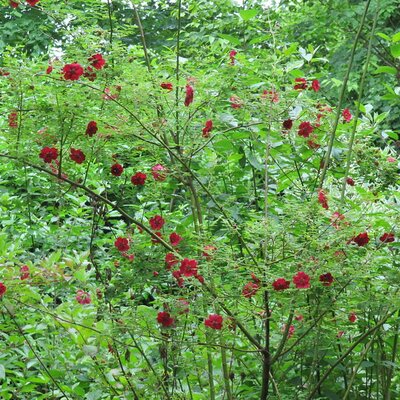 Rosa moyesii 'Geranium' - Photo by Leonora (Ellie) Enking (CC BY-SA 2.0)