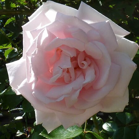 Rosa “New Dawn” - Photo by Jamain (GFDL)