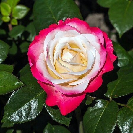 Rosa 'Nostalgia' - Photo by Dominicus Johannes Bergsma (CC BY-SA 4.0)