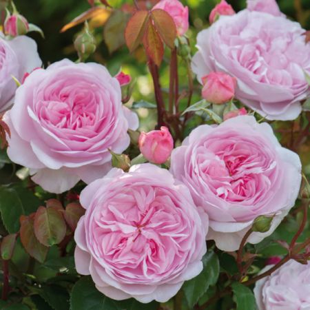 Rosa "Olivia Rose Austin" ® - Image courtesy of David Austin Roses