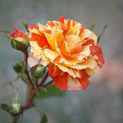 Rosa 'Oranges & Lemons' - Photo by T.Kiya (CC BY-SA 2.0)