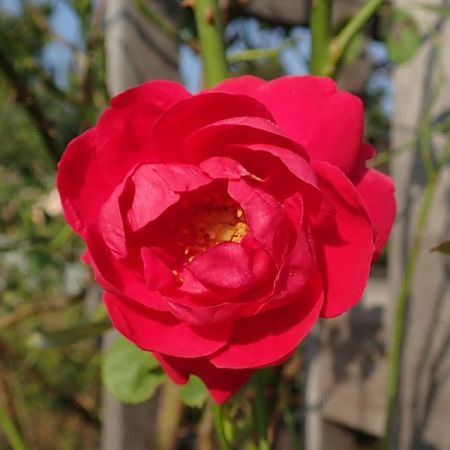 Rosa "Paul's Scarlet" - Photo by Salicyna (CC BY-SA 4.0)