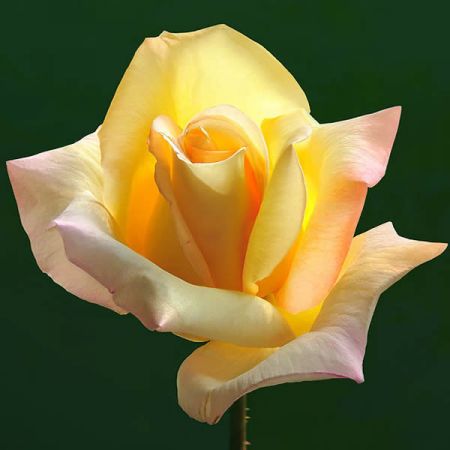 Rosa "Peace" - photo by Michael Gäbler (CC BY-SA 4.0)