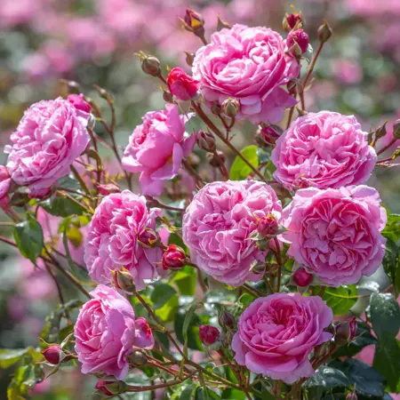 Rosa 'Penelope Lively' - Image courtesy of David Austin Roses