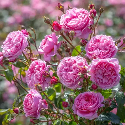 Rosa 'Penelope Lively' - Image courtesy of David Austin Roses