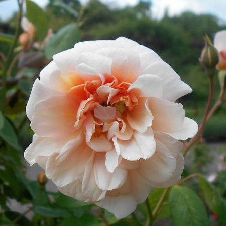 Rosa “Perle dOr” - Photo by Salicyna (CC BY-SA 4.0)