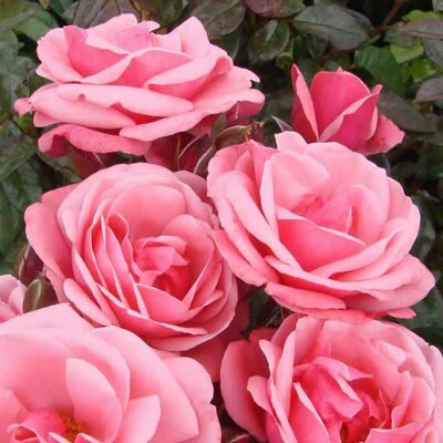 Rosa “Pink Perpetue” - Image courtesy of C.Gregory Roses