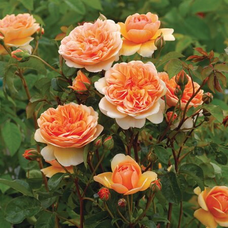 Rosa 'Port Sunlight' ® - Image courtesy of Schram Plants