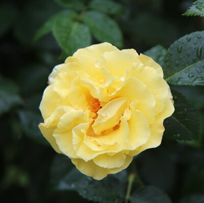 Rosa 'Precious Gold' - Image by Etienne GONTIER from Pixabay 