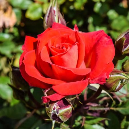 Rosa "Precious Love" - Image courtesy of pxhere (CC0)