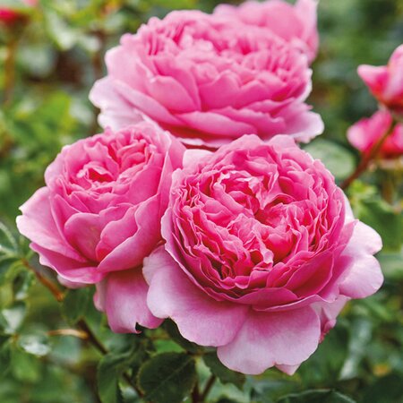 Rosa 'Princess Alexandra of Kent' ® - Image courtesy of Schram Plants