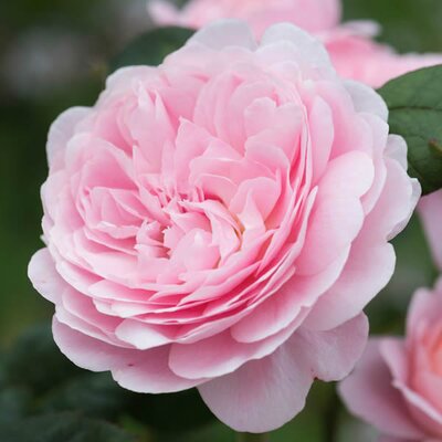 Rosa “Queen of Sweden” ® - Image courtesy of David Austin Roses