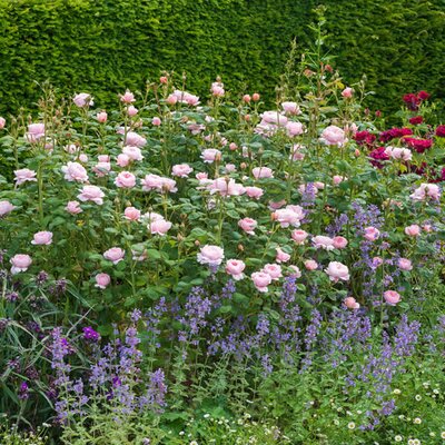 Rosa “Queen of Sweden” ® - Image courtesy of David Austin Roses