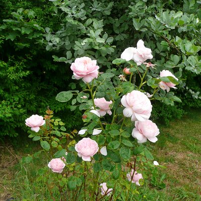 'Queen of Sweden' Rose - taken 12/06/2023 - RY