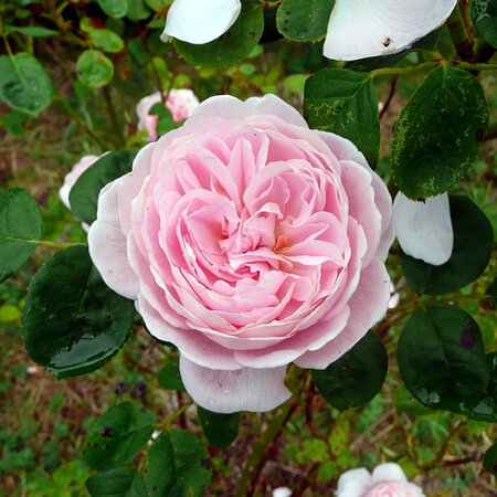 'Queen of Sweden' close up - taken 12/06/2023 - RY