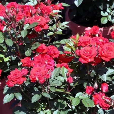 Rosa 'Red Sunblaze' - Photo by David J. Stang (CC BY-SA 4.0)