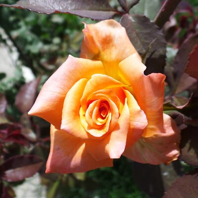 Rosa Remember Me - Image courtesy of pxhere (CC0)