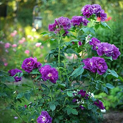 Rosa “Rhapsody in Blue” - Photo by Dmitriy Konstantinov (CC BY-SA 4.0)