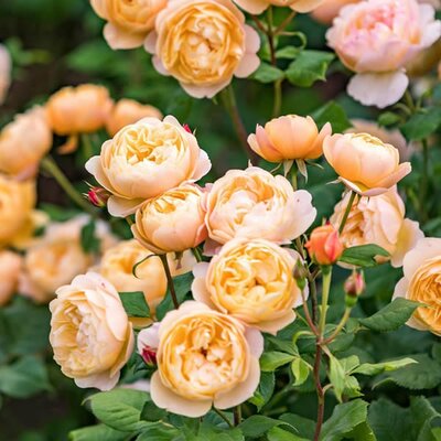 Rosa “Roald Dahl” ® - Image courtesy of David Austin Roses