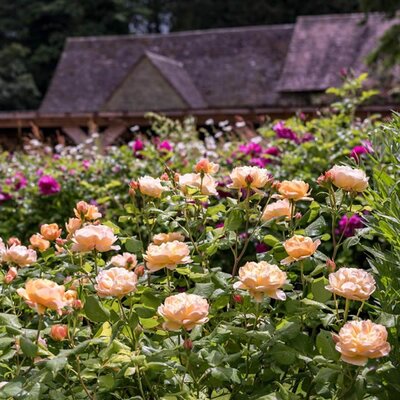 Rosa “Roald Dahl” ® - Image courtesy of David Austin Roses