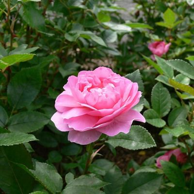 Rosa "Romance" - Photo by Kelvinsong (CC0 1.0)