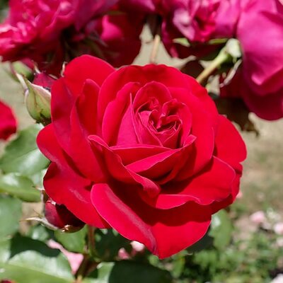 Rosa 'Rouge Meilove' - Photo by Salicyna (CC BY-SA 4.0)