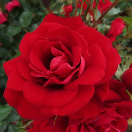 Rosa “Ruby 40th Anniversary” - Public Domain Image