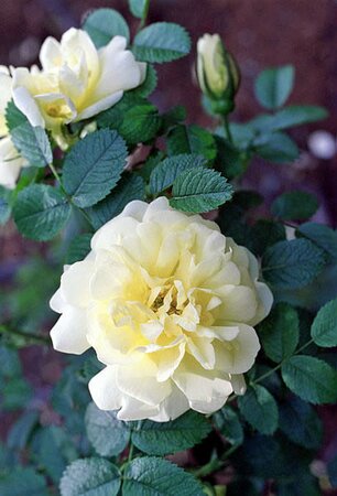 Rosa rugosa  'Agnes' - Photo by A. Barra (GFDL)
